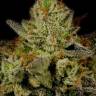 Fruity Jack feminised Ganja Seeds Fruity Jack feminised Ganja Seeds