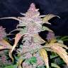 Havok feminised GanjaVIP Seeds