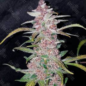 Havok feminised GanjaVIP Seeds