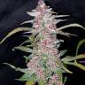 Havok feminised GanjaVIP Seeds