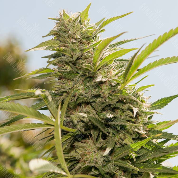 Jorge`s Diamonds #1 feminised Dutch Passion Seeds