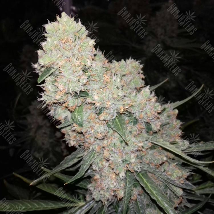 купить семена в России купить Auto Sour Diesel feminised купить семена в России купить Auto Sour Diesel feminised