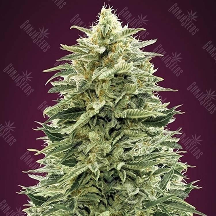 семена конопли автоцвет Auto Amnesia feminised Advanced Seeds