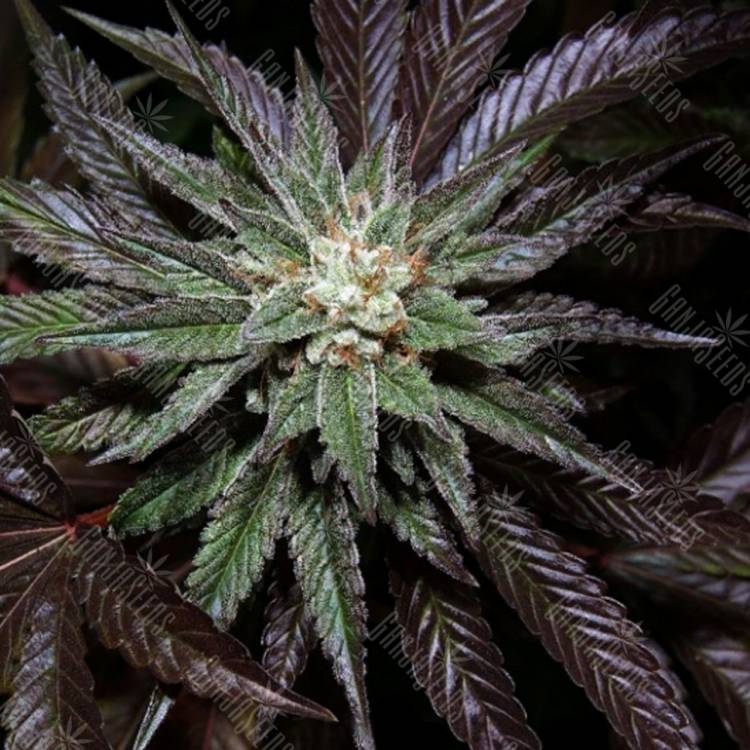 семена индийской конопли LA Confidential regular DNA Genetics семена индийской конопли LA Confidential regular DNA Genetics