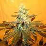 семена конопли Россия Pineapple Skunk feminised Humboldt Seeds