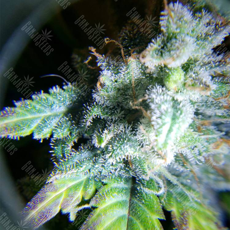 семена конопли автоцвет Auto White Widow feminised Nirvana Seeds