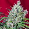 семена конопли Auto Cream Mandarine feminised Sweet Seeds