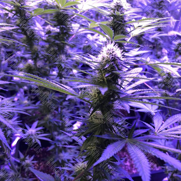 заказать качественные семена конопли Skunk XL feminised Royal Queen заказать качественные семена конопли Skunk XL feminised Royal Queen