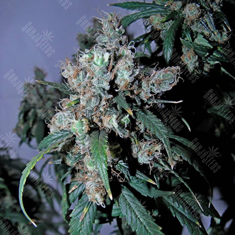 семена культурной конопли купить Jack 47 feminised Sweet Seeds семена культурной конопли купить Jack 47 feminised Sweet Seeds