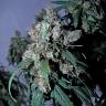 семена культурной конопли купить Jack 47 feminised Sweet Seeds семена культурной конопли купить Jack 47 feminised Sweet Seeds