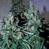 семена конопли курьером Jack 47 feminised Sweet Seeds семена конопли курьером Jack 47 feminised Sweet Seeds