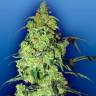 Качественные семена конопли Auto Blow Mind feminised Ganja Seeds Качественные семена конопли Auto Blow Mind feminised Ganja Seeds