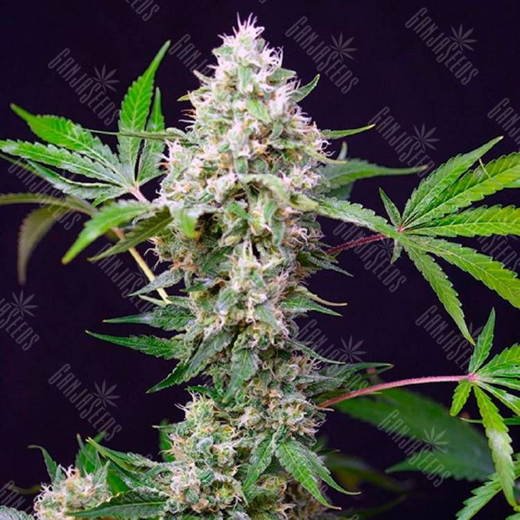 Недорогие семена конопли Auto Blow Mind feminised Ganja Seeds Недорогие семена конопли Auto Blow Mind feminised Ganja Seeds