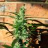 Семена конопли оптом Auto Blow Mind feminised Ganja Seeds Семена конопли оптом Auto Blow Mind feminised Ganja Seeds