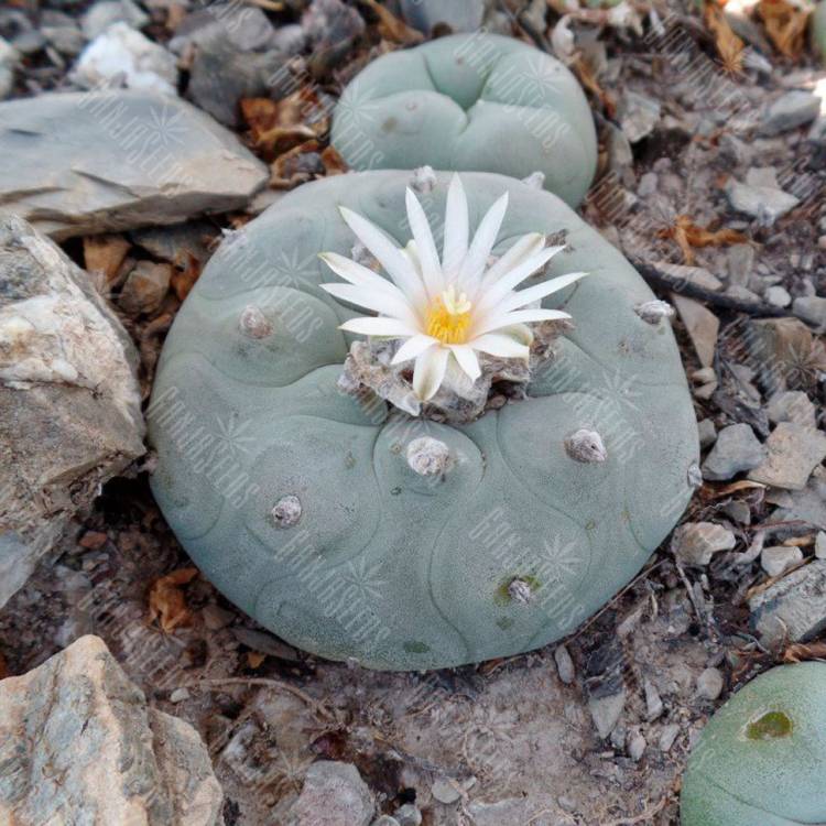 Семена кактуса Lophophora diffusa var. lutea Семена кактуса Lophophora diffusa var. lutea