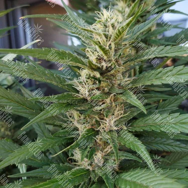 Где купить семена марихуаны S.A.D. (Sweet Afgani Delicious) feminised Ganja Seeds Fast Version Где купить семена марихуаны S.A.D. (Sweet Afgani Delicious) feminised Ganja Seeds Fast Version