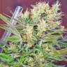Купить семена марихуаны в России S.A.D. (Sweet Afgani Delicious) feminised Ganja Seeds Fast Version Купить семена марихуаны в России S.A.D. (Sweet Afgani Delicious) feminised Ganja Seeds Fast Version