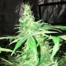 Hyperion feminised GanjaVIP Seeds Hyperion feminised GanjaVIP Seeds