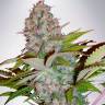 Hyperion feminised GanjaVIP Seeds Hyperion feminised GanjaVIP Seeds