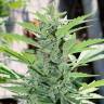 Hyperion feminised GanjaVIP Seeds