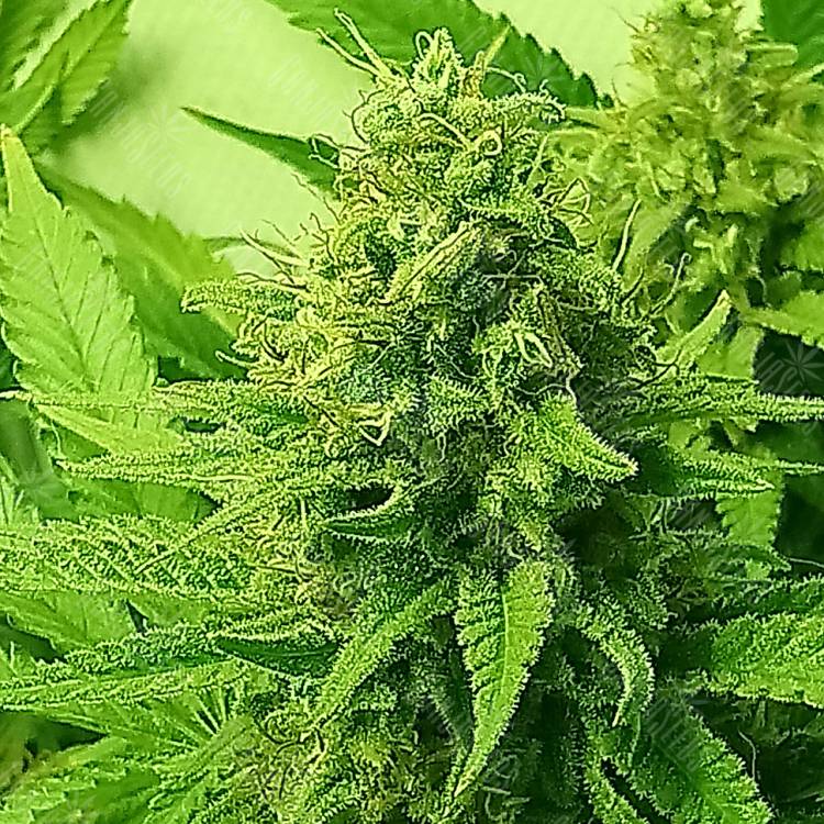 Lemon Zkittle feminised Dutch Passion Seeds