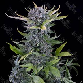 Auto White Widow feminised Dinafem Seeds