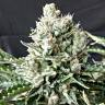 где можно заказать семена конопли G13 regular где можно заказать семена конопли G13 regular