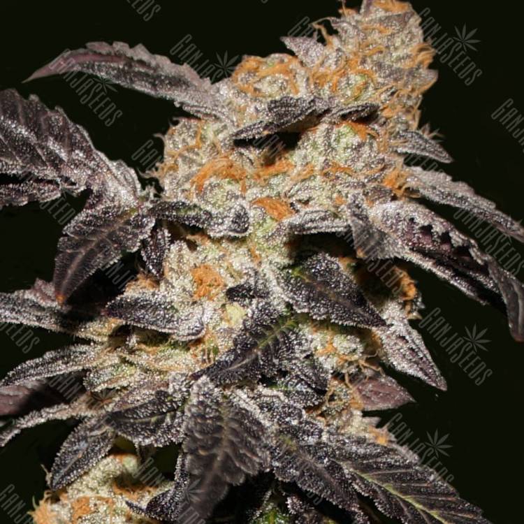 Haze regular Ganja Seeds Haze regular Ganja Seeds