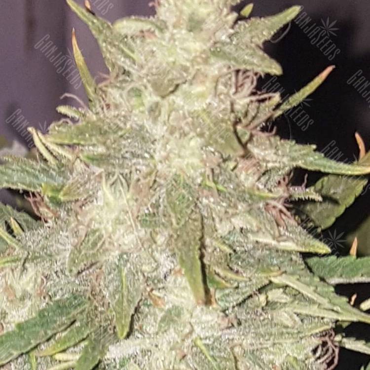 Auto Short Ryder regular Ganja Seeds Auto Short Ryder regular Ganja Seeds