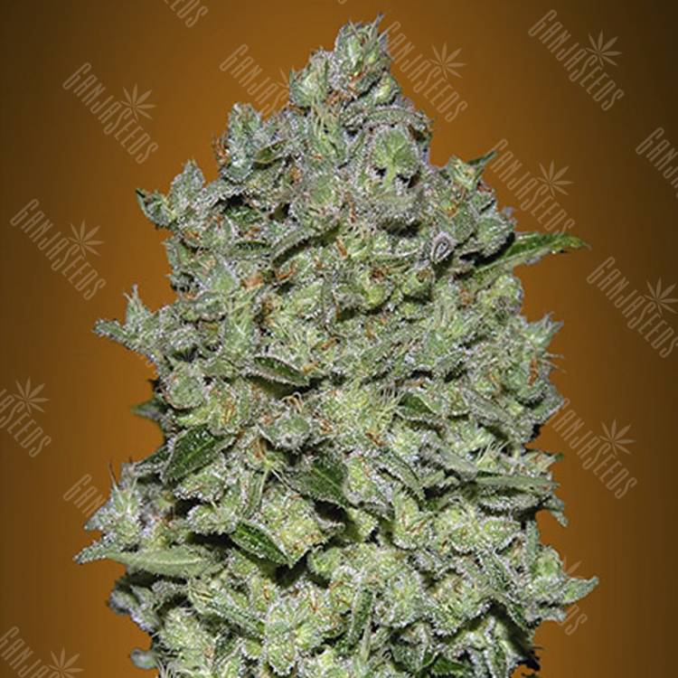 где можно заказать семена конопли Auto Bio Diesel Mass feminised Advanced Seeds где можно заказать семена конопли Auto Bio Diesel Mass feminised Advanced Seeds