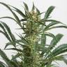 семена конопли феминизированные Auto Amnesia XXL feminised Dinafem Seeds