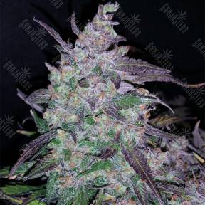 Auto Fastberry feminised Fast Buds