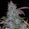 семена конопли аутдор Auto Fastberry feminised Fast Buds семена конопли аутдор Auto Fastberry feminised Fast Buds