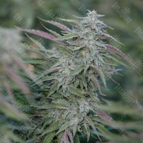 Purple Trainwreck feminised Humboldt Seeds