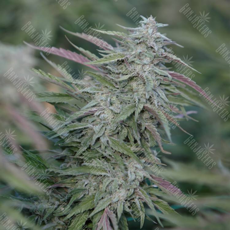семена конопли почтой Purple Trainwreck feminised Humboldt Seeds
