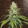 заказать качественные семена конопли Purple Trainwreck feminised Humboldt Seeds