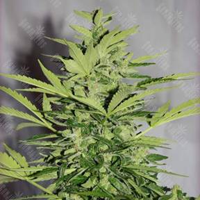 Auto Supreme CBD Lemon OG feminised Nirvana Seeds