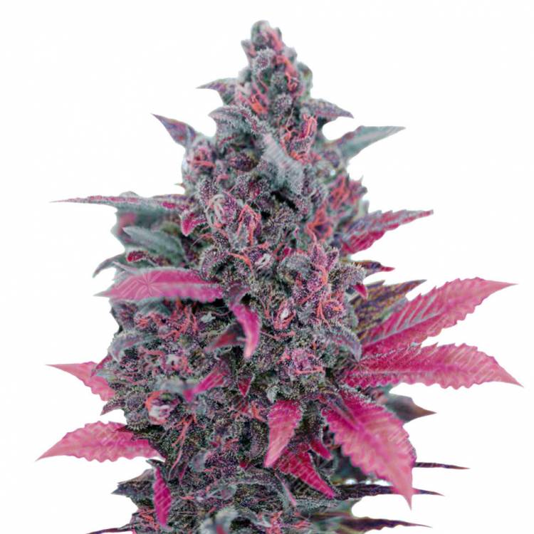 семена конопли Auto Dark Devil feminised Sweet Seeds