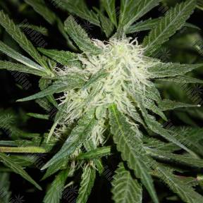 Somango XL feminised Royal Queen