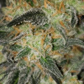 Killer Kush F1 Fast Version feminised Sweet Seeds