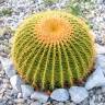 Заказать семена кактуса Echinocactus Grusonii