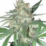Juggernaut feminised GanjaVIP Seeds Juggernaut feminised GanjaVIP Seeds