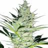 Juggernaut feminised GanjaVIP Seeds Juggernaut feminised GanjaVIP Seeds