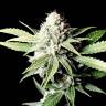 Juggernaut feminised GanjaVIP Seeds Juggernaut feminised GanjaVIP Seeds