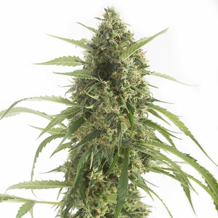 Auto White Widow XXL feminised купить в России