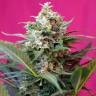 купить семена конопли купить онлайн Auto Big Devil #2 regular