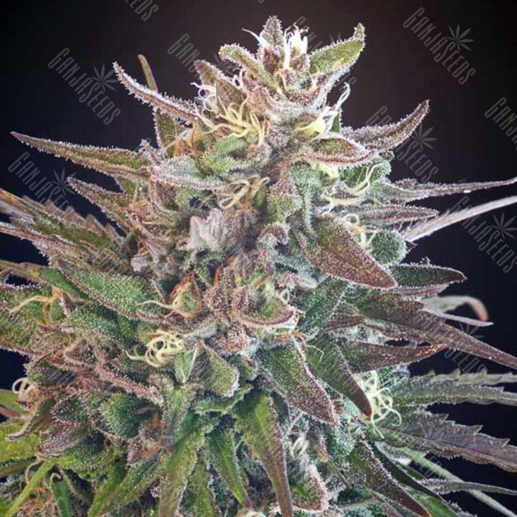 семена индийской конопли Hercules regular Ganja Seeds семена индийской конопли Hercules regular Ganja Seeds