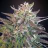 семена индийской конопли Hercules regular Ganja Seeds семена индийской конопли Hercules regular Ganja Seeds