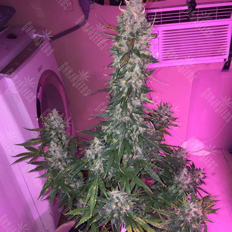мощные семена конопли Auto Siberian Haze regular мощные семена конопли Auto Siberian Haze regular