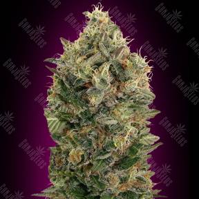 Auto Black Diesel feminised Advanced Seeds